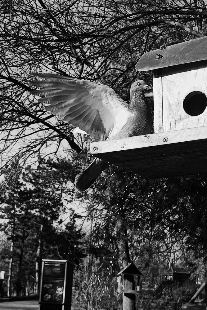 Photograph by Савина Анастасия Николаевна