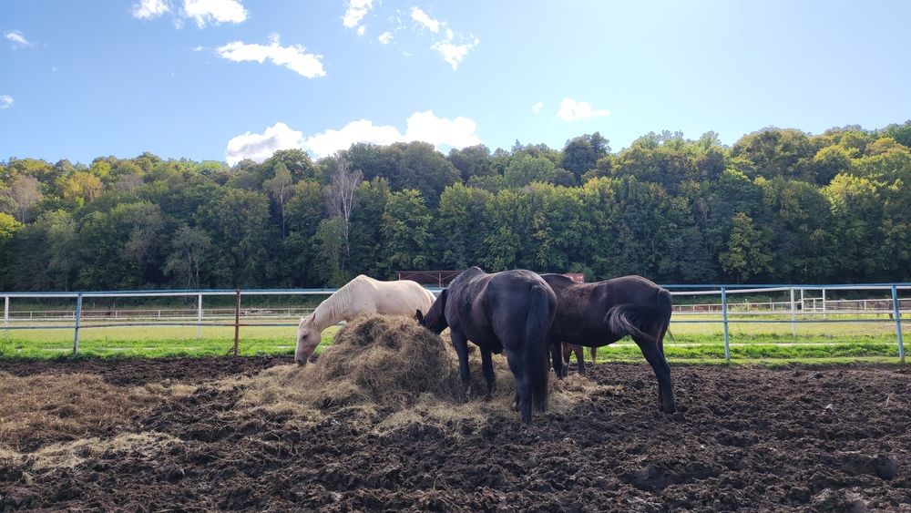 Photograph by Марийона Савоненко