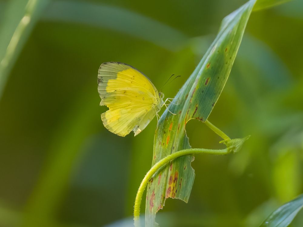 Photograph by Sutan Naga Effendy