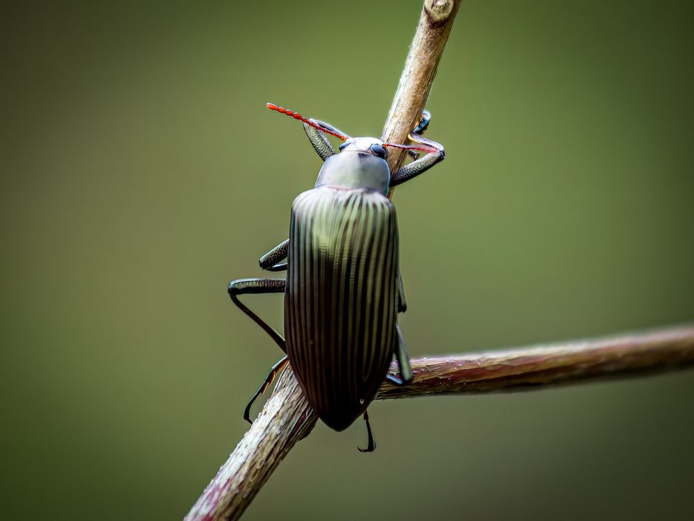 Photograph by Sutan Naga Effendy