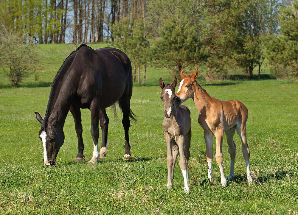 Mы близнецы
