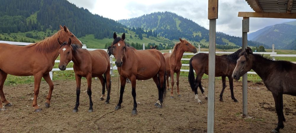 Photograph by Mamerkhanova Assiya