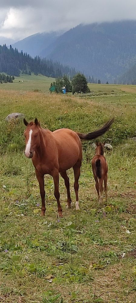 Photograph by Mamerkhanova Assiya