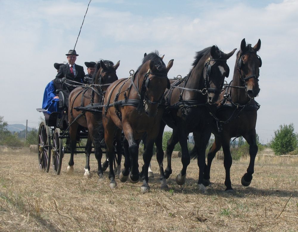 Впряг - Дунавски кон