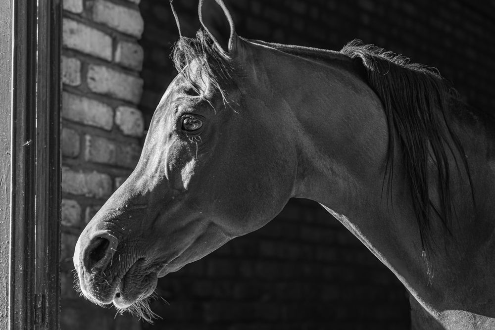 Photograph by pooya farhoodi