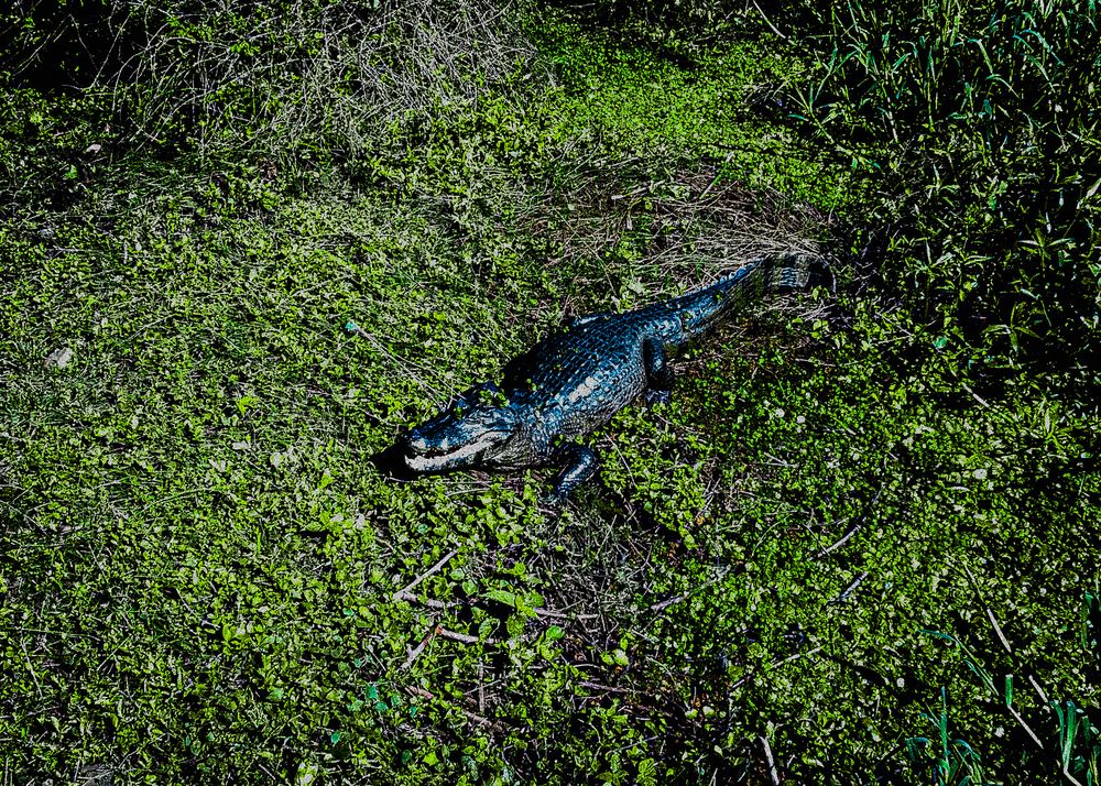 Photograph by Florencia Lovatto