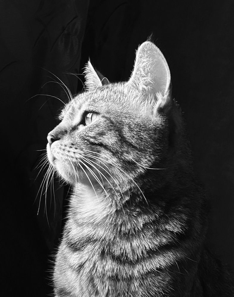 портрет кота