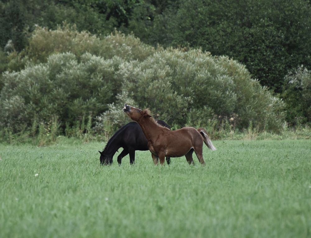 Ну и насмешила!