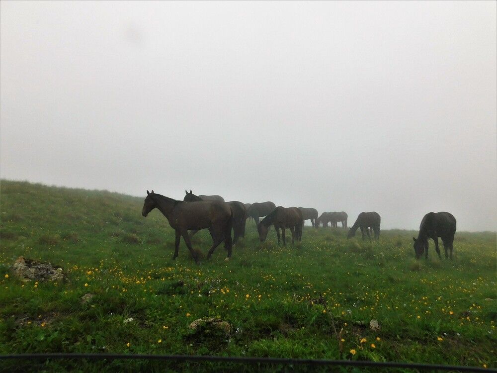 Photograph by Чкареули Светлана