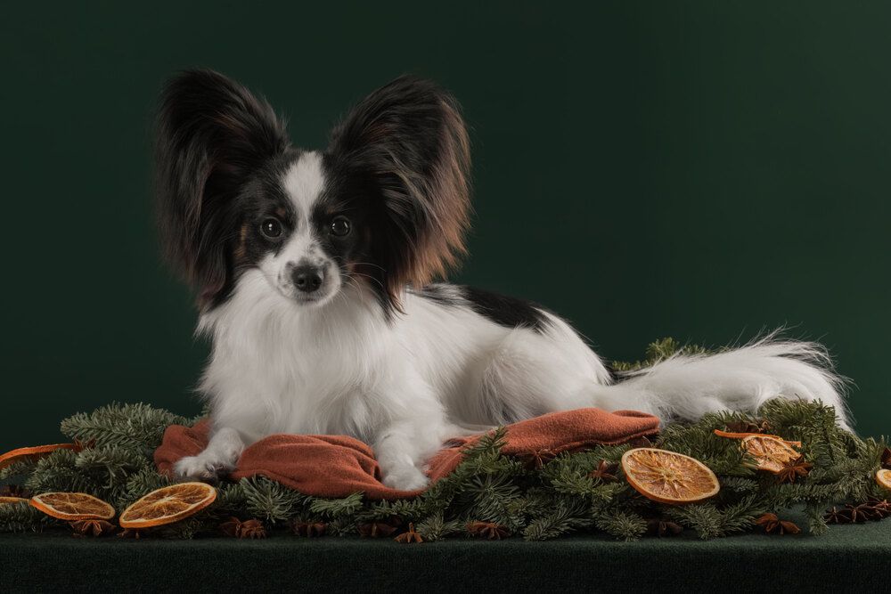 Photograph by Алина Дудорова