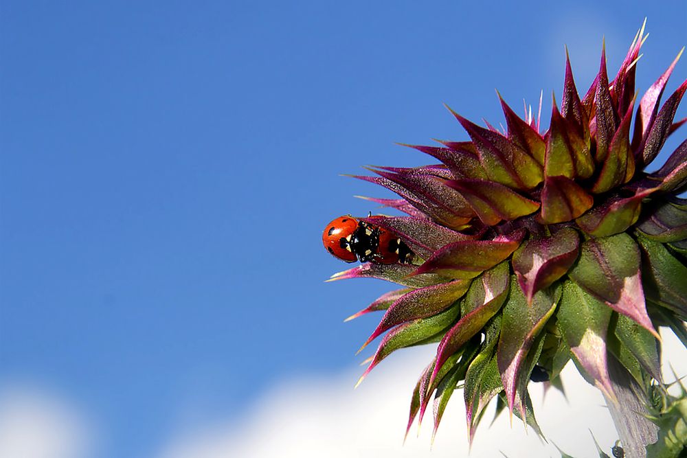 Photograph by Дмитрий Петренко