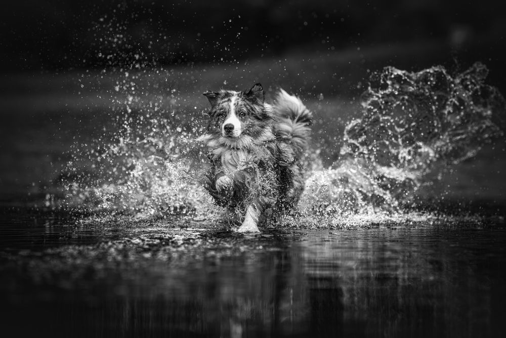 When Motion Turns Black and White