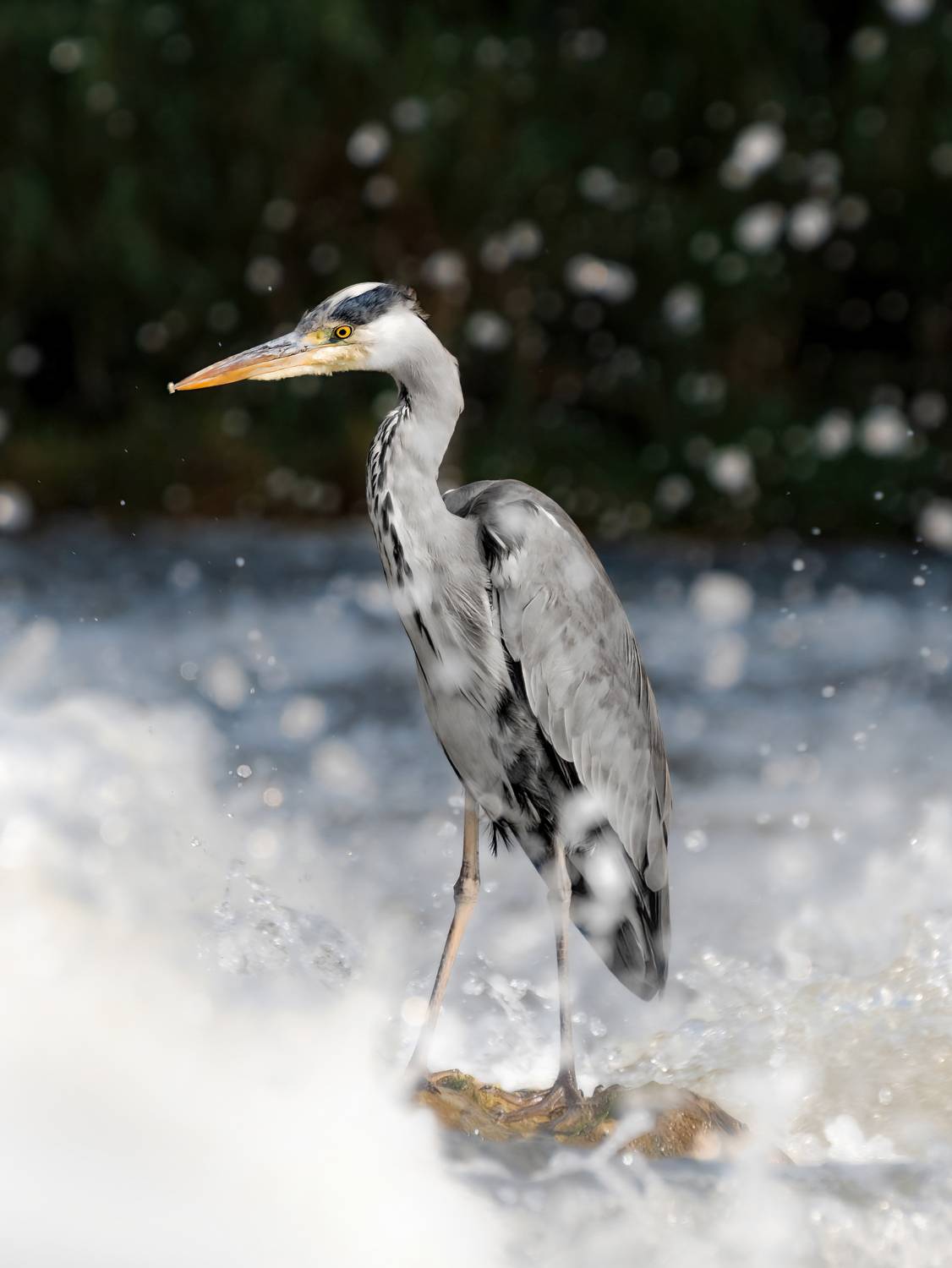 Grey heron in the middle of river