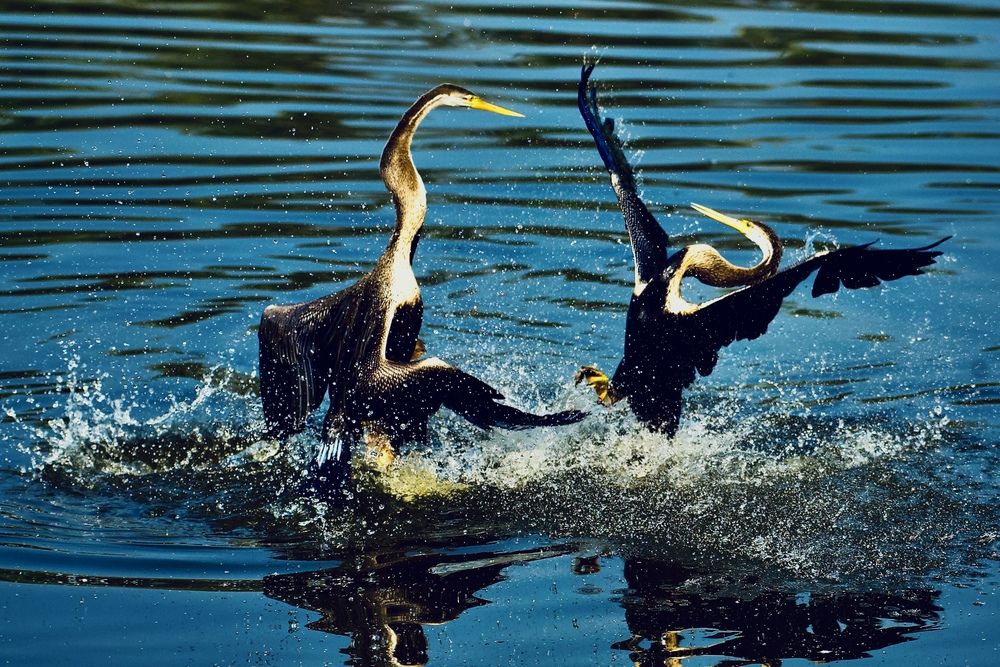 Фотография автора BIPLAB MISRA