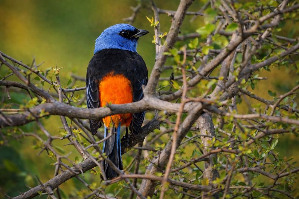 Фотография автора Leonardo Cobelas