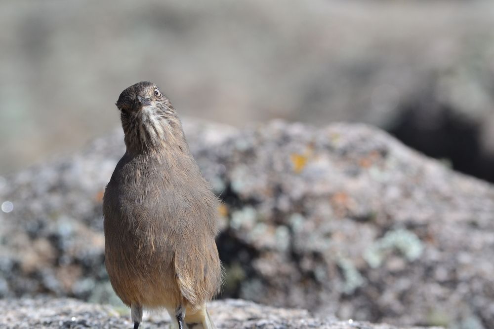 Фотография автора Leonardo Cobelas