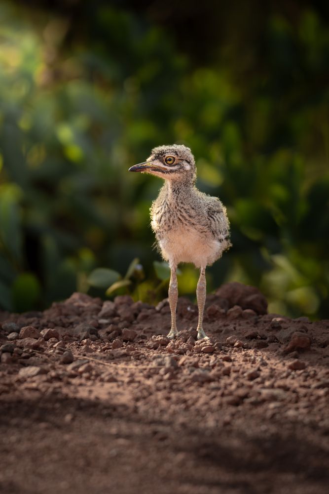Авдотка птенец