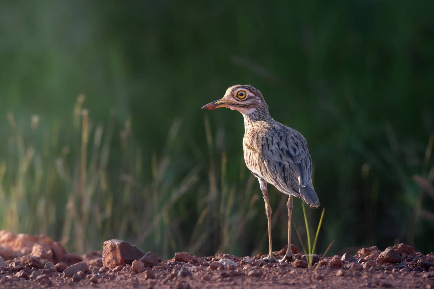 Авдотка Африканская