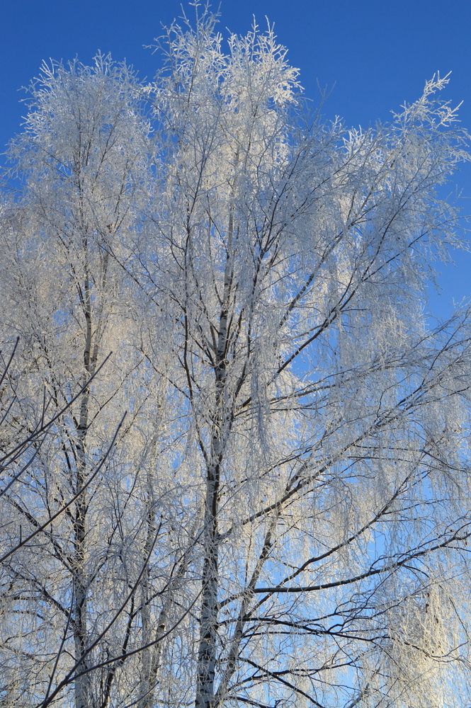 Photograph by Kryakushka