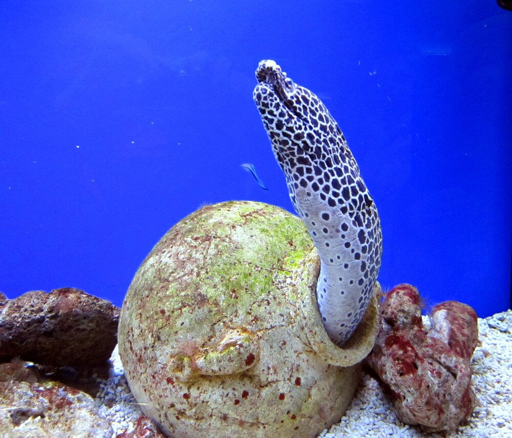 Фотография автора Юрий Рудый