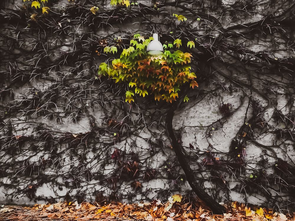 Фотография автора Яна Кульбацкая