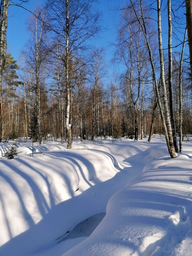 Весенние тени