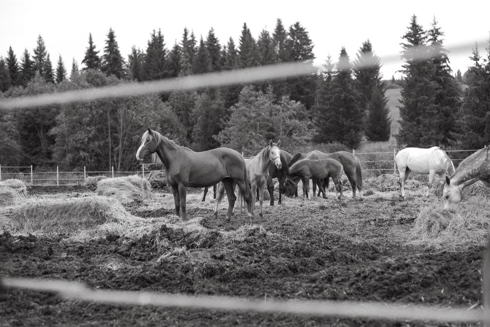 Photograph by Алена Алексеева