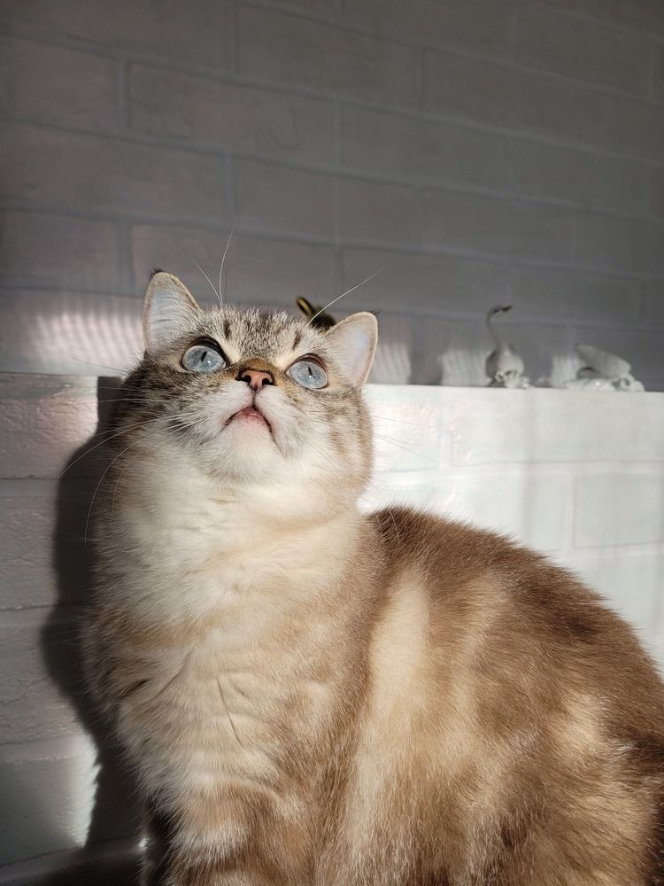 Фотография автора Татьяна Гореленкова