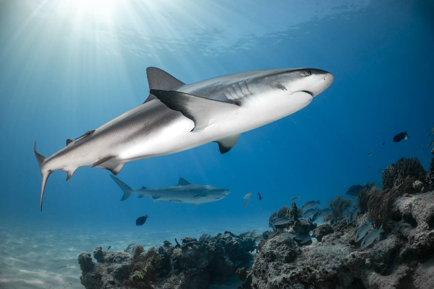 Фотография #12991334