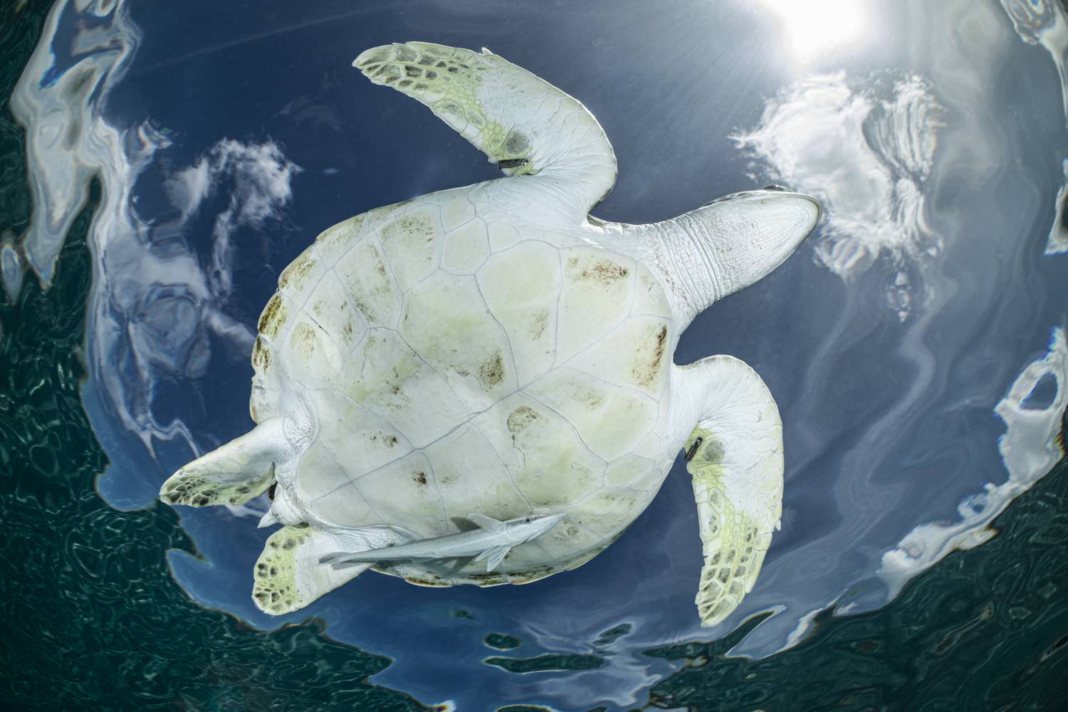 Фотография #12991335