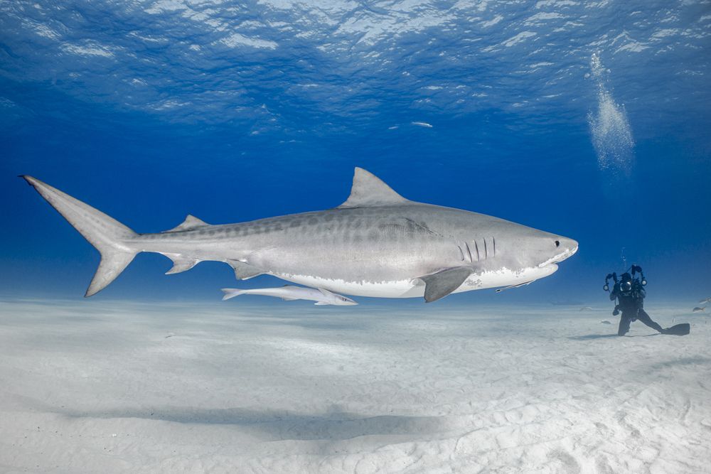 Фотография автора Fabi Fregonesi