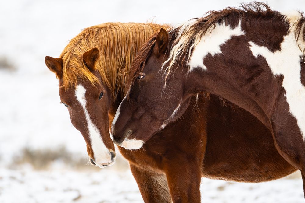 Photograph by Tony Douzenis