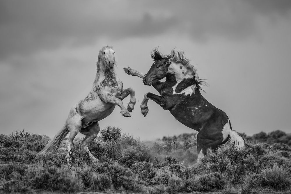 Photograph by Tony Douzenis