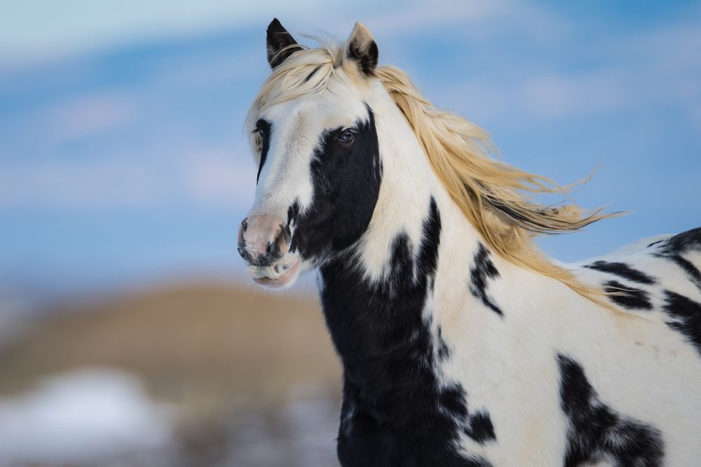 Photograph by Tony Douzenis