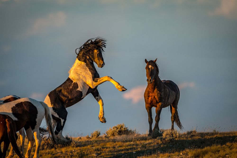 Photograph by Tony Douzenis