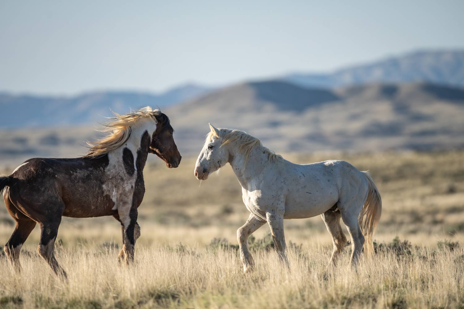 Chaos on The Range II Chaos on The Range II