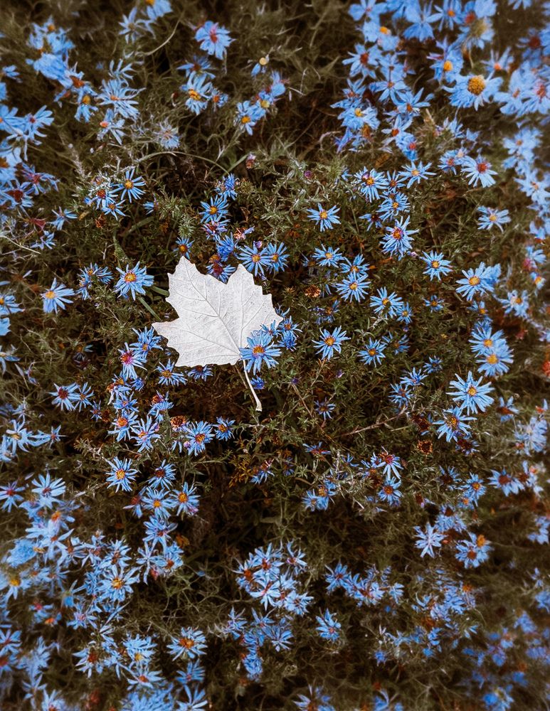 Photograph by Inna Belinskaya