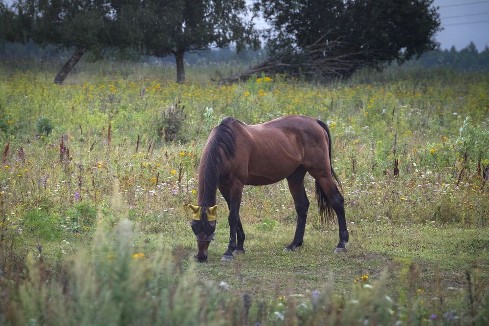 Photograph by Роман Гурененко