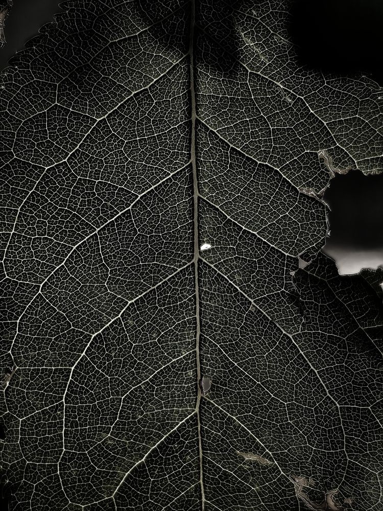 Фотография #12991522