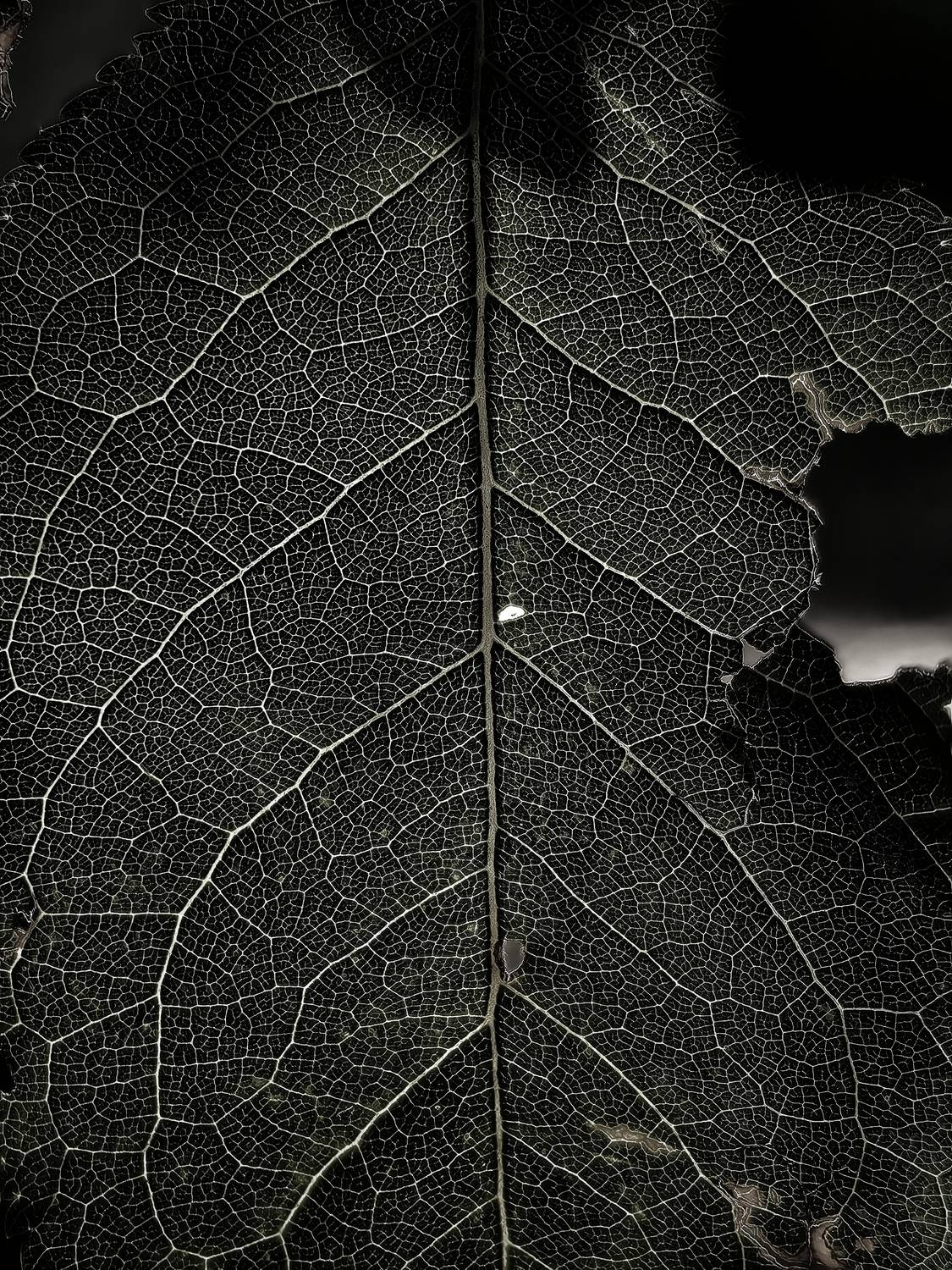 Фотография #12991522