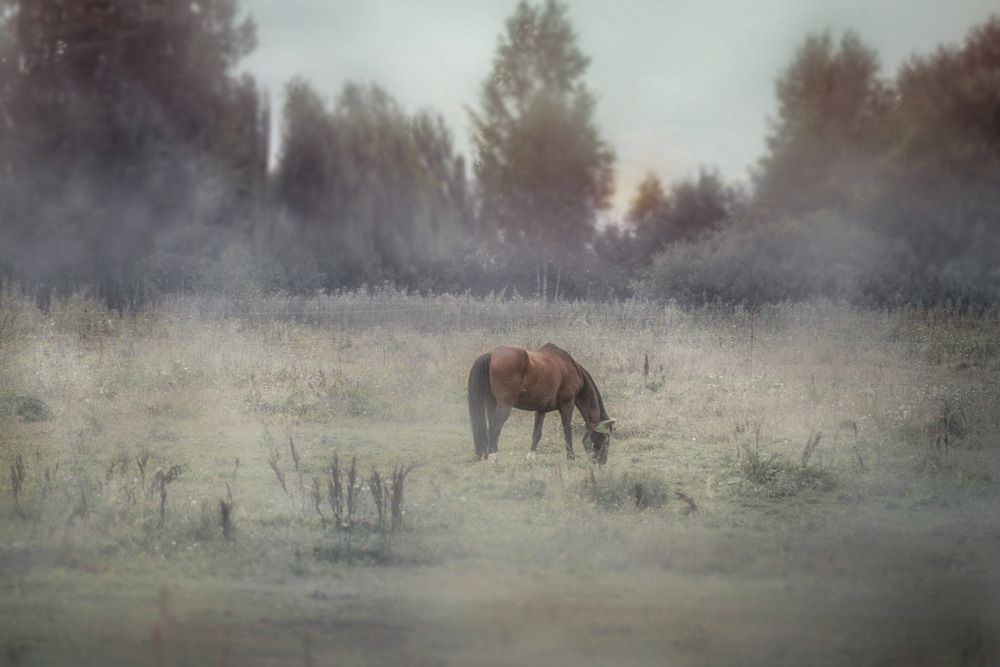 Photograph by Роман Гурененко