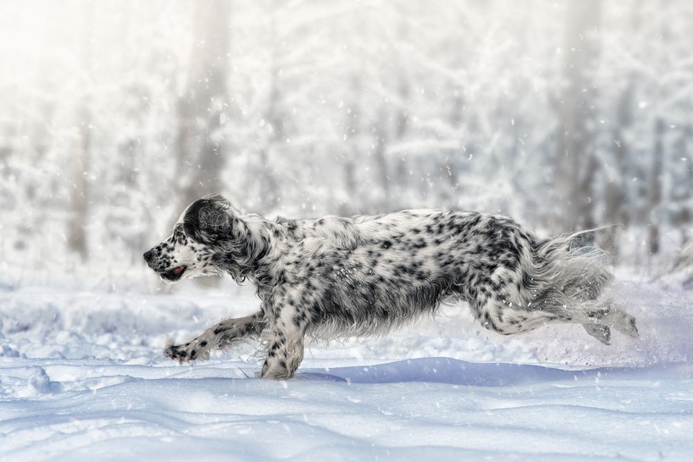 Фотография автора Васильева Светлана