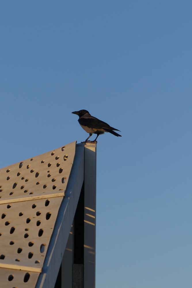 At the edge of the white pergola