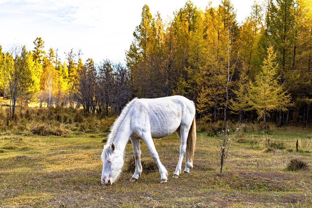 Белая кобыла.