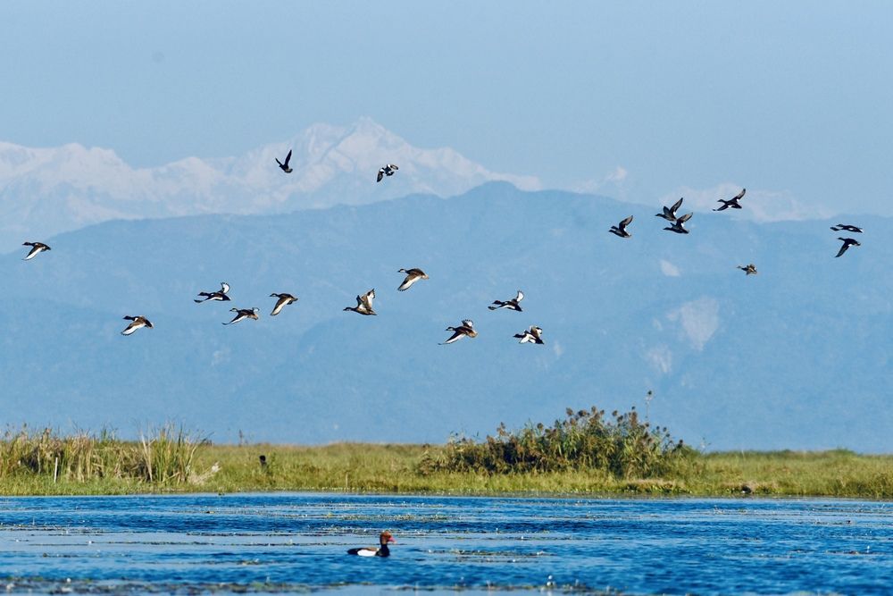 Фотография автора BIPLAB MISRA