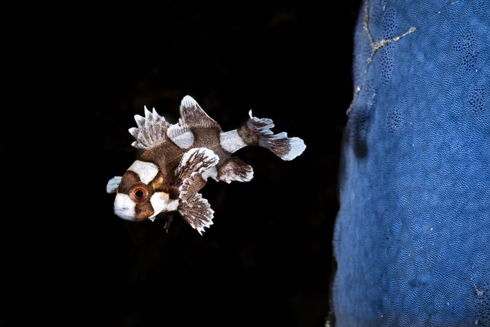 Фотография автора Fabi Fregonesi