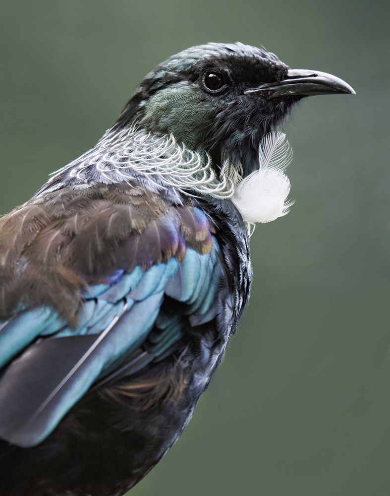 Photograph by Johan Koch