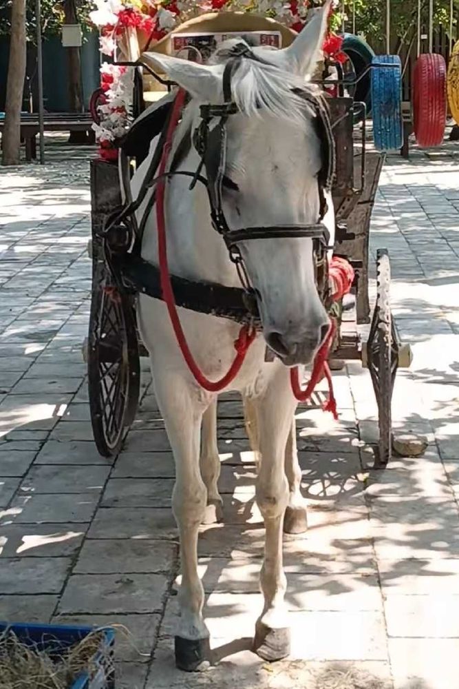 Ride on horse