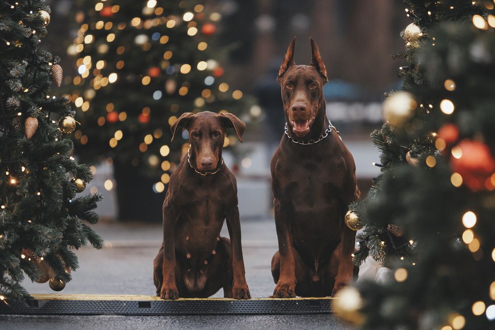 Photograph by Мария Клещенко