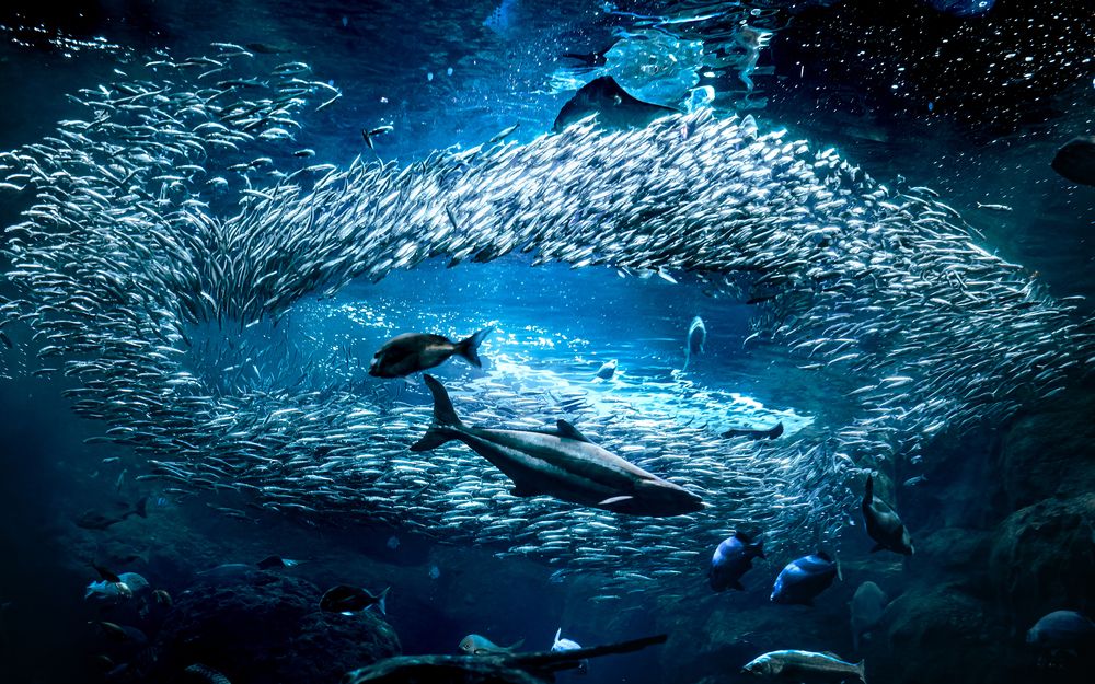 Фотография автора Uesan Aliace